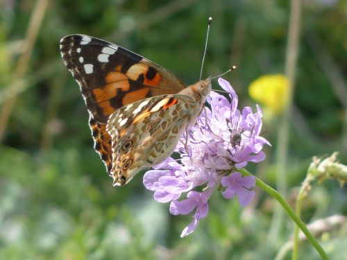painted lady butterfly vanessa cardui