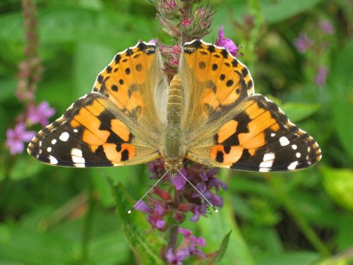 painted lady butterfly cynthia cardui