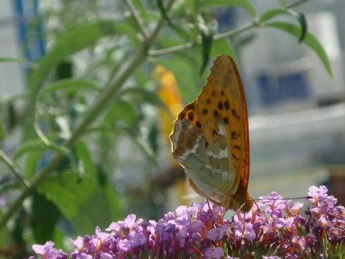 painted lady nature butterfly