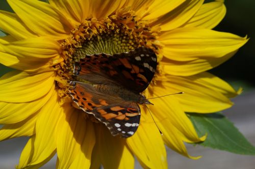 painted lady butterfly sunflower
