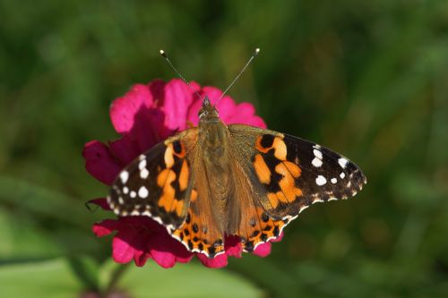 painted lady butterfly flower