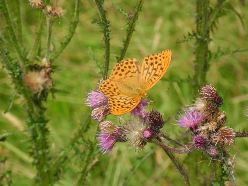 painted lady flower nature