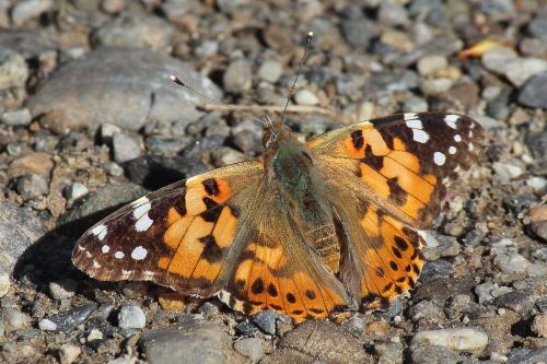 painted lady butterfly sun