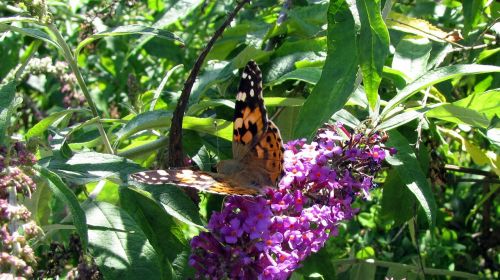 painted lady butterfly lilac