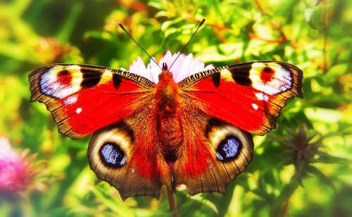 painted peacock  insect  butterfly day