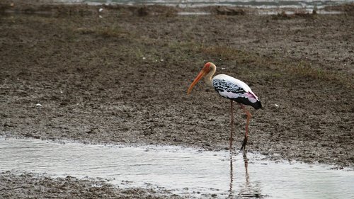 painted stork  stork  kerala