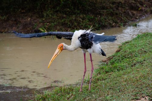 painted stork  bird  avian
