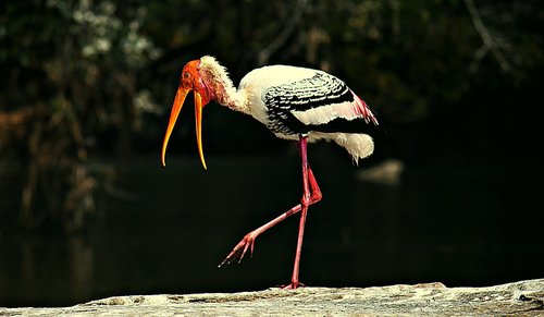 painted storks  bird  stork