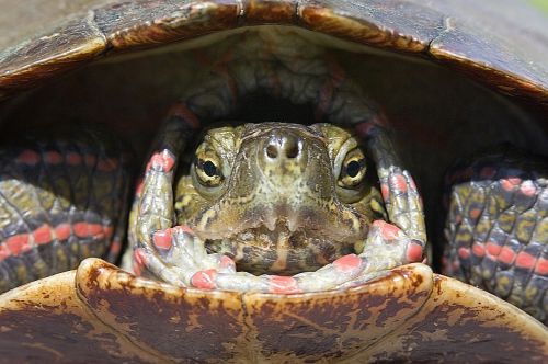 painted turtle portrait reptile