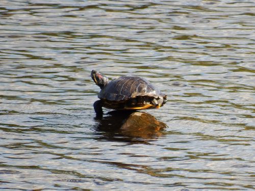 painted turtle balancing rock