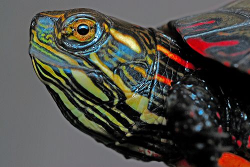 painted turtle turtle macro