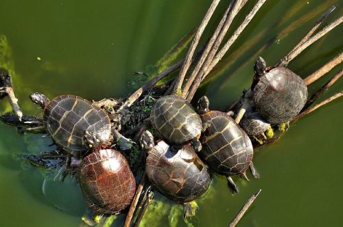 painted turtles reptiles wildlife