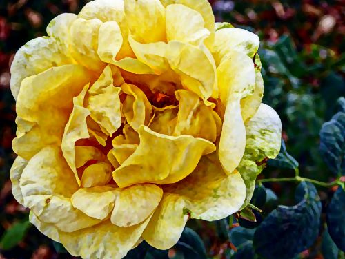 Painted Yellow Rose