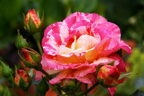 painter rose bicolor rose blossom