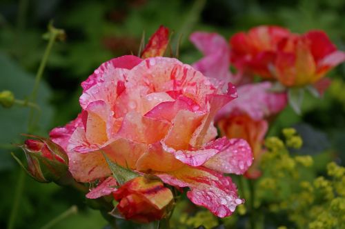 painter rose bicolor rose blossom