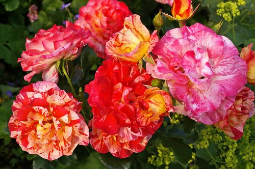 painter rose  bicolor rose  blossom