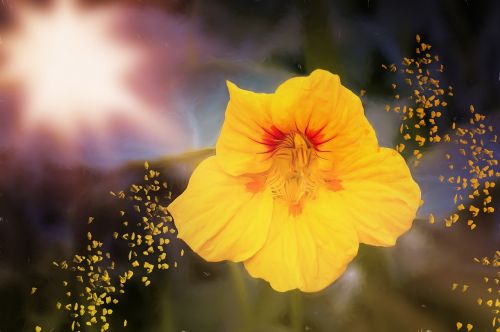 painting flower nasturtium