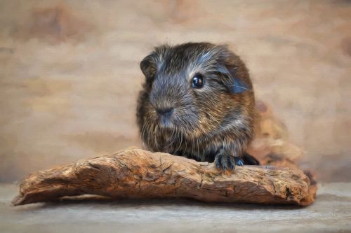 painting image guinea pig