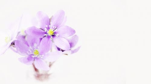 painting flowers purple