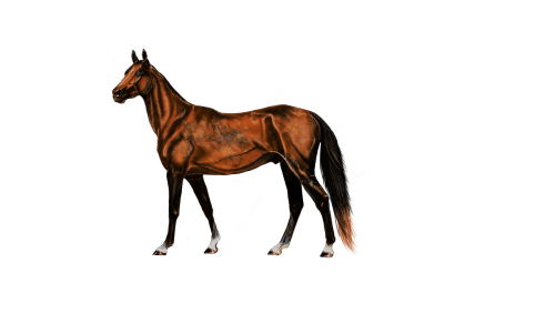 painting digital artwork horse