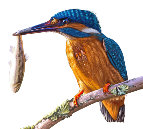 painting kingfisher bird
