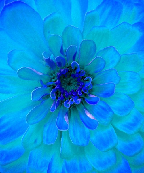 Painting Of A Turquoise Flower