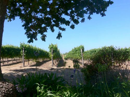 Painting Of A Vineyard