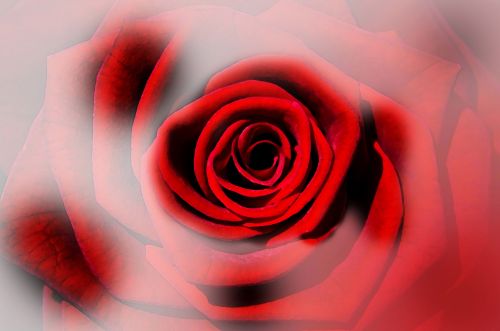 Painting Valentine Roses