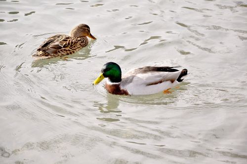 pair of ducks lovers pond