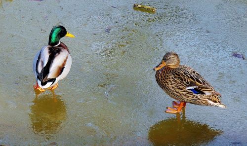 pair of ducks ice couple