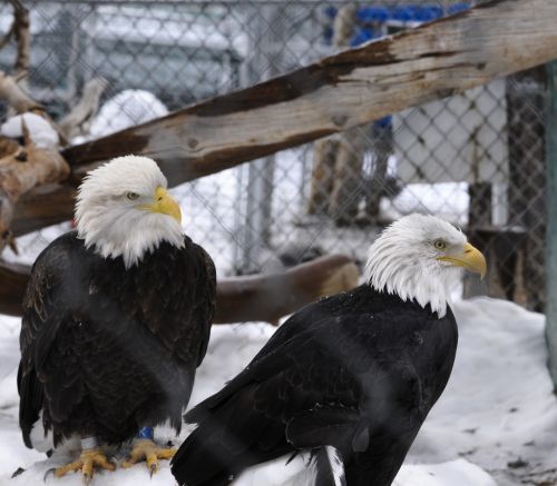 Pair Of Eagles In Snow