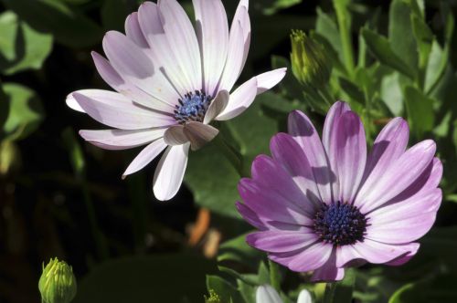 Pair Of Purple Flowers