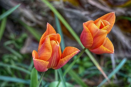 Pairs Of Tulips