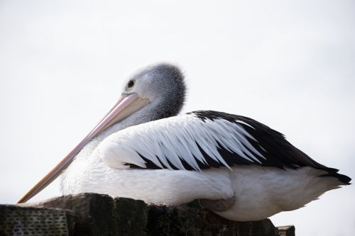 pairi daiza stork bird