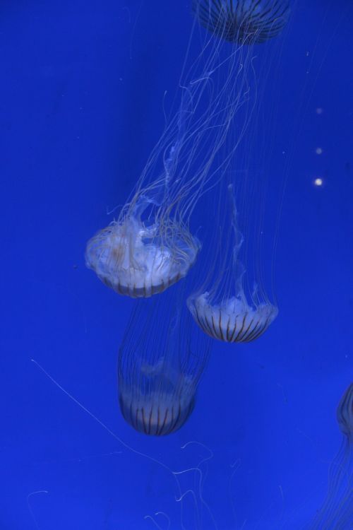 pairi daiza jellyfish marine world