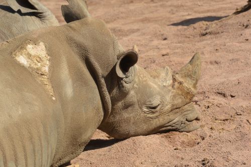 pairi daiza rhinoceros animals