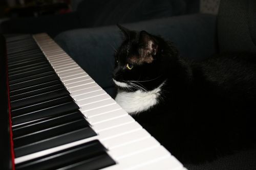 paisley cat cat sitting at piano