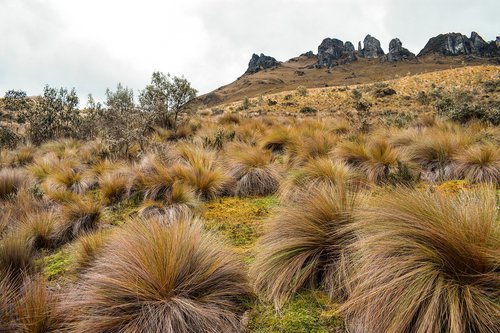 pajonal  landscape  adventure