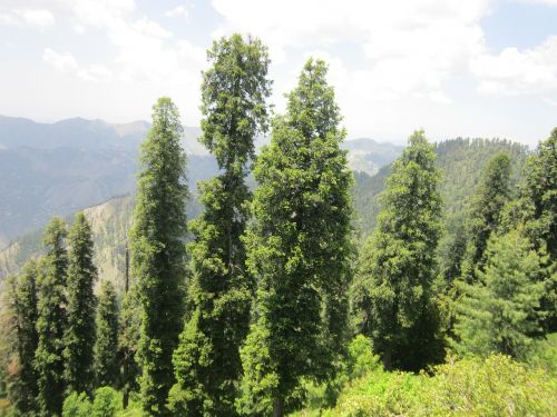 pakistan nature forest