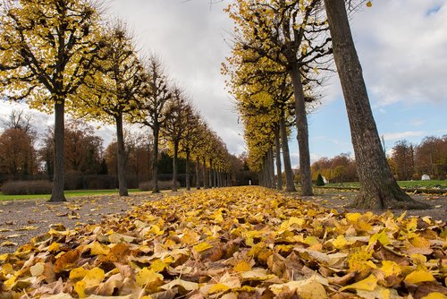 palace  autumn  leaves