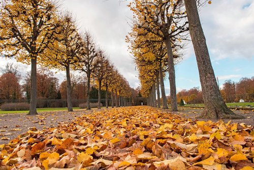 palace  autumn  leaves