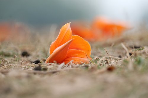 palace flower  orange flower  beautiful flowers