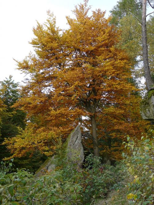 palatinate rock autumn