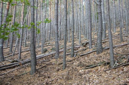 palatinate forest forest rhineland palatinate