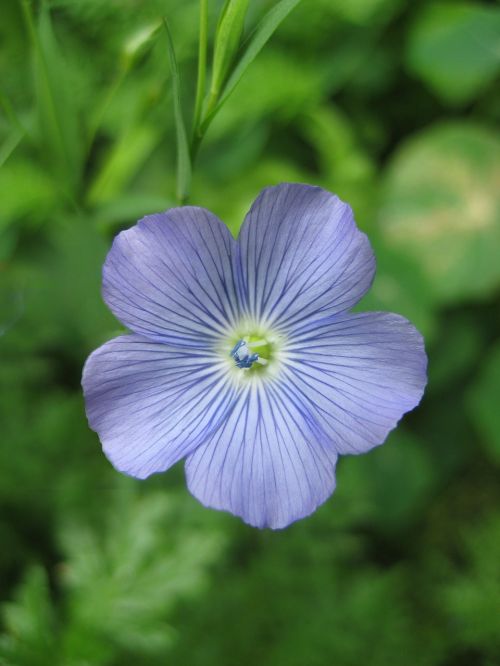 pale blue flower bloom