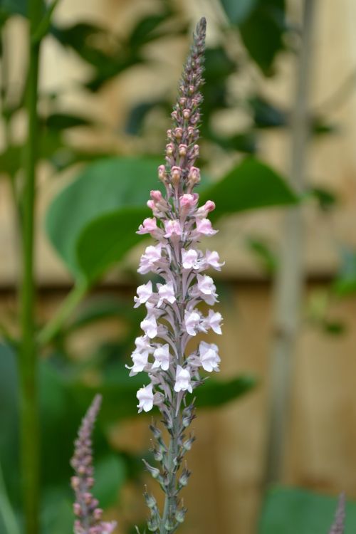 pale-pink loosestrife plant garden