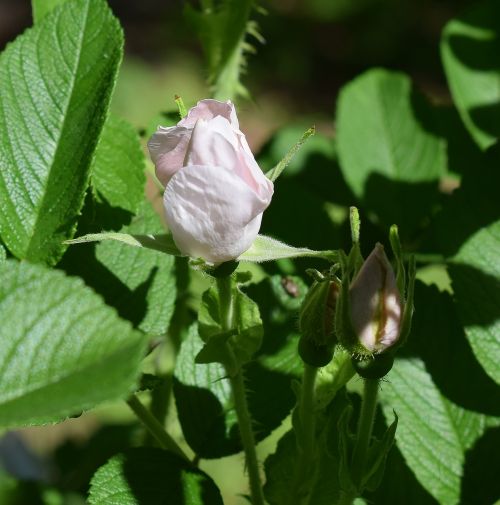 pale pink rosebud rugosa rose flower