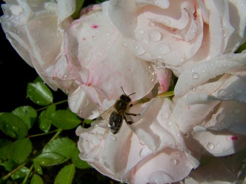 pale pink roses bee raindrops