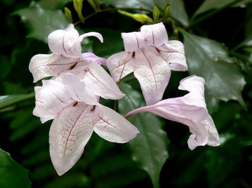 Pale Purple Flowers