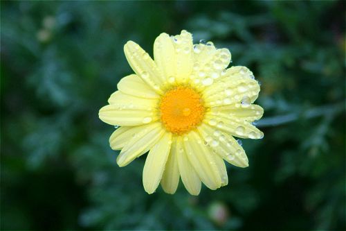 Pale Yellow Daisy With Drops